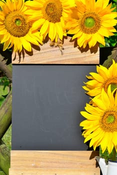 Sunflower Garden Fence Garden