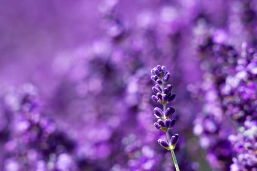 lavender flowers