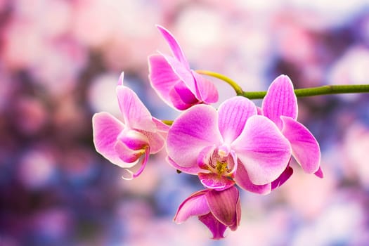 Beautiful pink orchid  - phalaenopsis