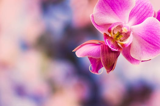 Beautiful pink orchid  - phalaenopsis