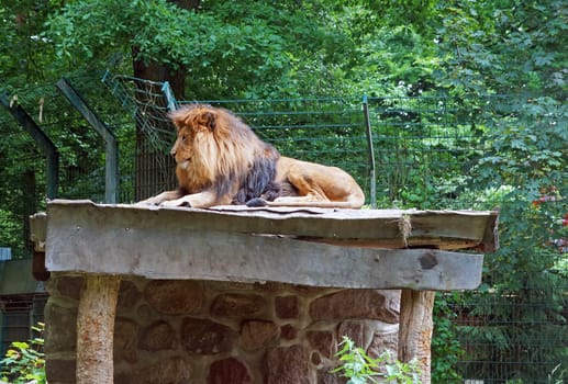 Löwe Eberswalder Zoo / lion zoo Eberswalde