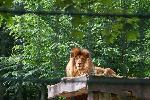 Löwe Eberswalder Zoo / lion zoo Eberswalde