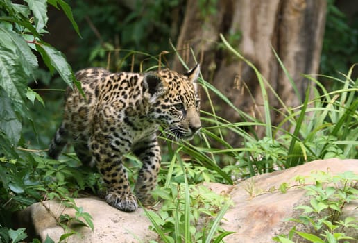 Young Jaguar