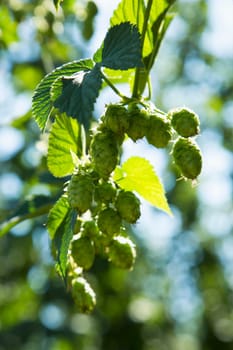 Hops