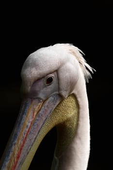 Pelican