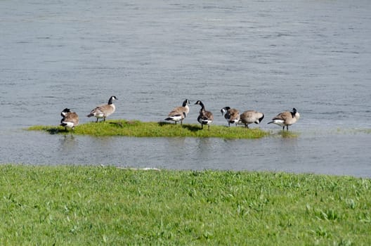 ducks in Yellowstone National Park in Wyoming