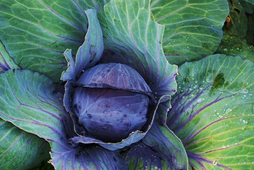 Organic cabbage head