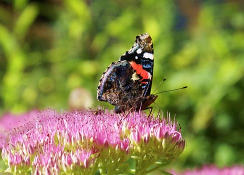 Beautiful butterfly