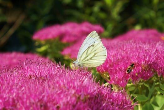 Beautiful white butterfly on a flower
