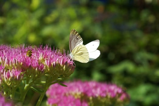 Beautiful white butterfly on a flower