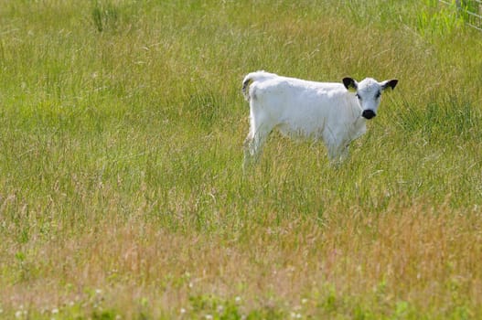 calf animal