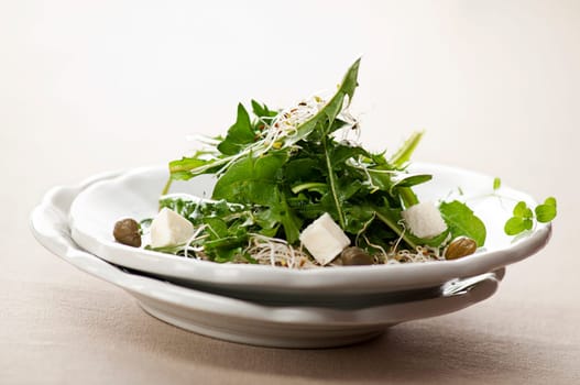 Fresh dandelion salad with mozzarella, sprouts and capers