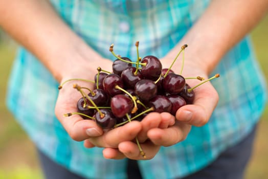 Two hands holding bunch of fresh cherries outdoor