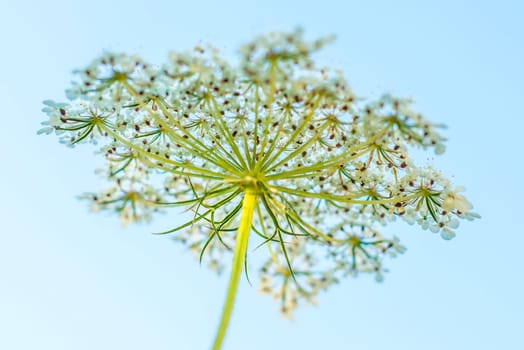 wild carrot