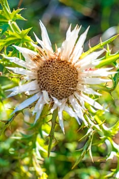 Silver thistle,Carlina acaulis