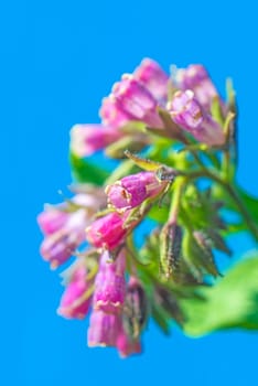 Comfrey,medicinal plant