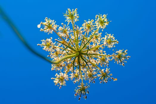 wild carrot