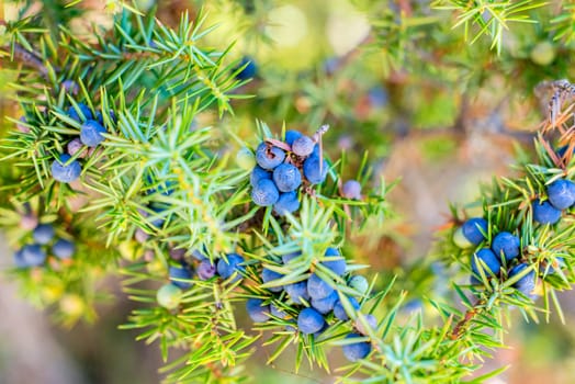 Juniper berries