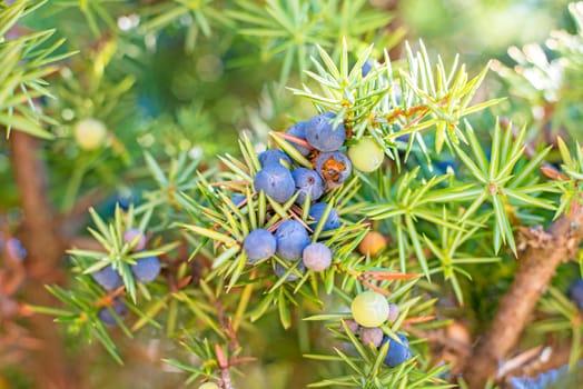 Juniper berries