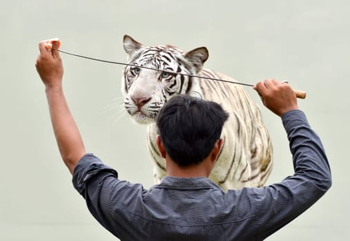 zookeeper training white bengal tiger to show