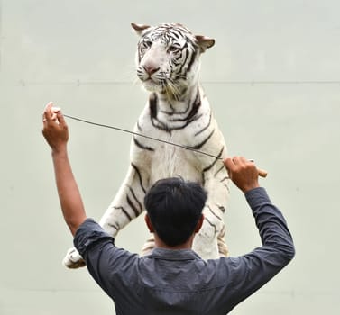 zookeeper training white bengal tiger to show