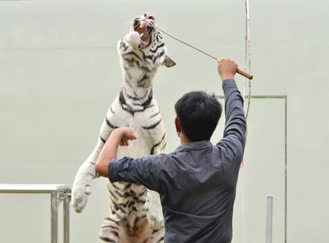 zookeeper training white bengal tiger to show
