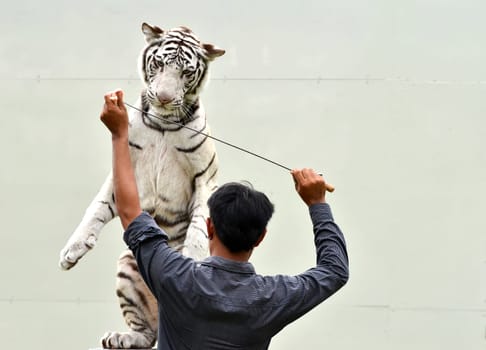 zookeeper training white bengal tiger to show