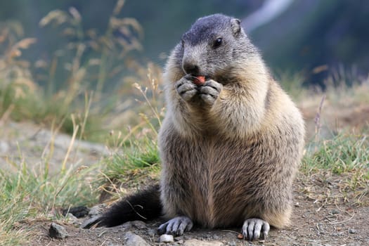Feeding marmot in the mountains of Austria