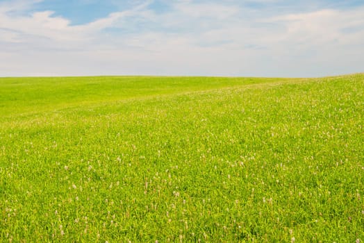 green meadow with blue sky