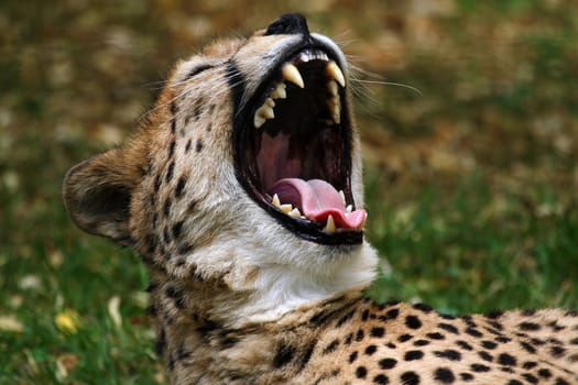 Show teeth III