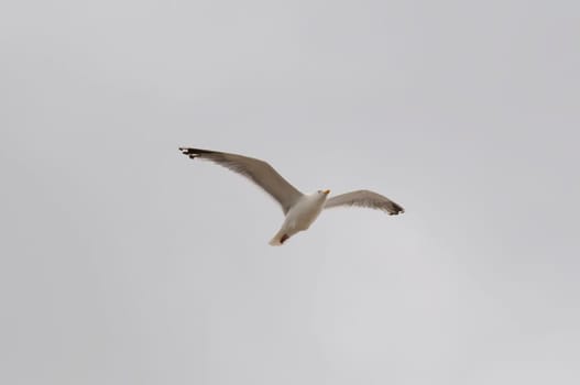 Silver-headed gulls