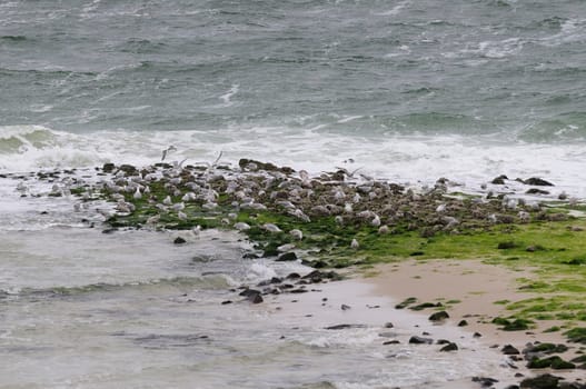 Silver-headed gulls