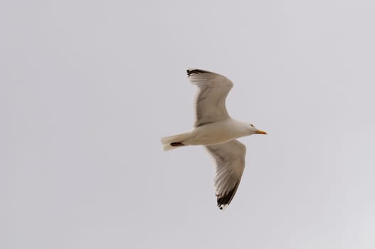 Silver-headed gulls
