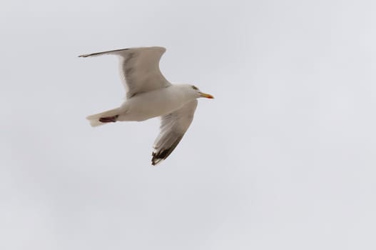 Silver-headed gulls