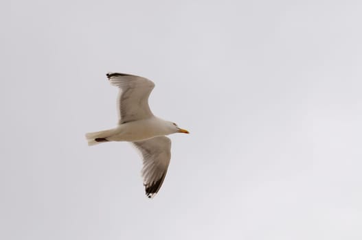 Silver-headed gulls
