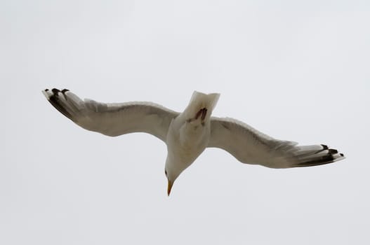 Silver-headed gulls
