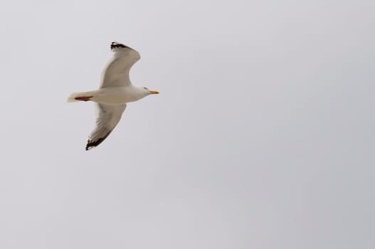 Silver-headed gulls