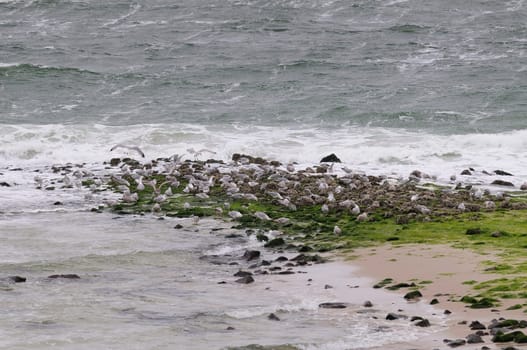 Silver-headed gulls