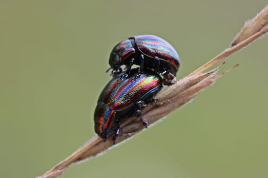 Mating of the rainbow leaf beetle (Chrysolina cerealis)