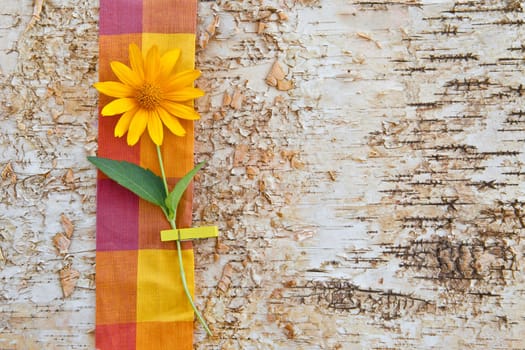 Birch bark background with yellow flower / Common coneflower