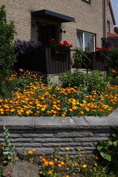 Front garden with marigolds