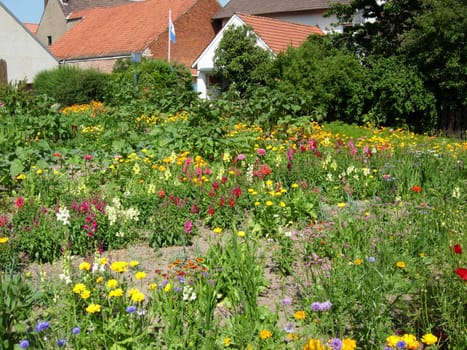 Flower garden in Alverdissen