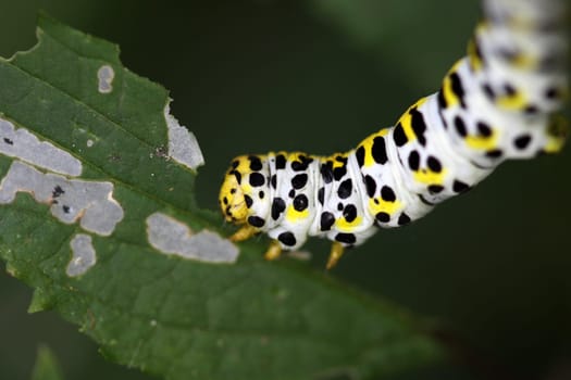 Brownroot monk (caterpillar)