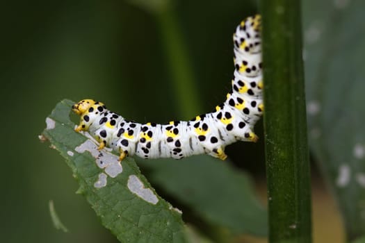 Brownroot monk (caterpillar)