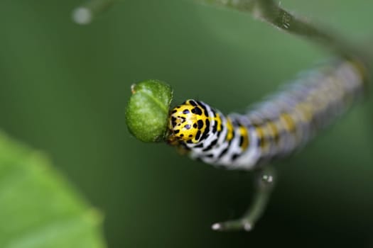 Brownroot monk (caterpillar)