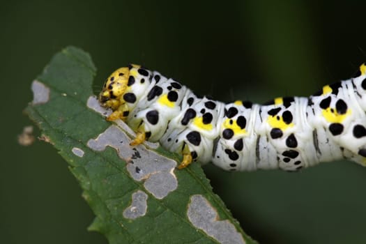 Brownroot monk (caterpillar)