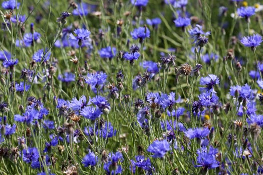 Cornflowers