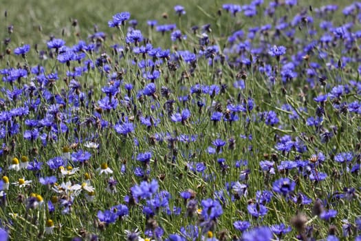 Cornflowers