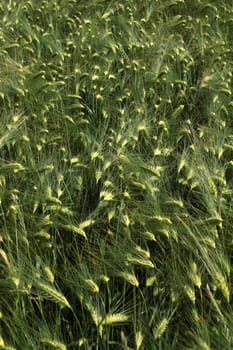 Grain field (barley)