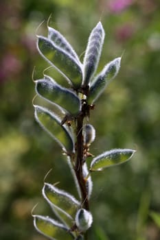 Seed status of a lupine